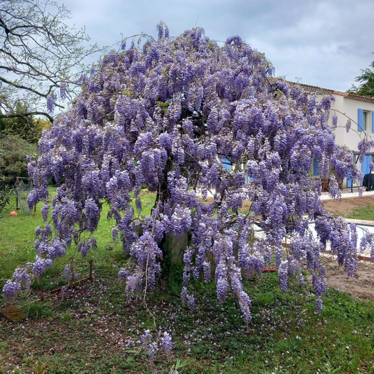 Saint-Étienne-du-Grès Le Petit Mas Des Alpilles En Provence 빌라 외부 사진